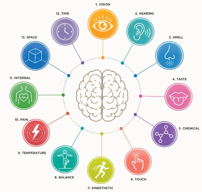 Brain Profile